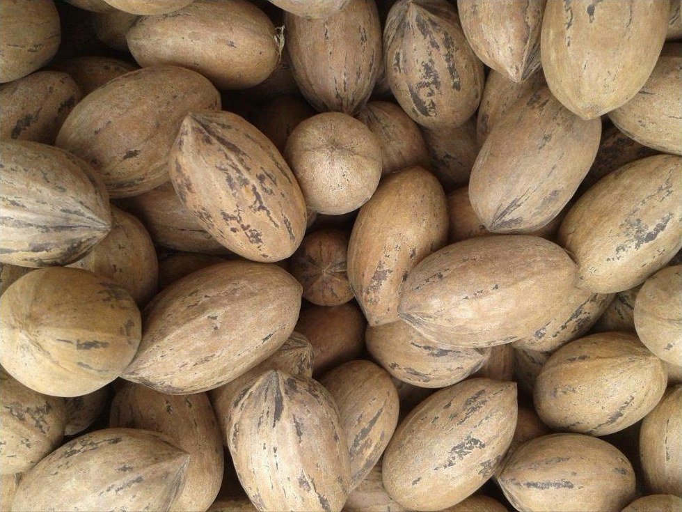 Pecana en cáscara